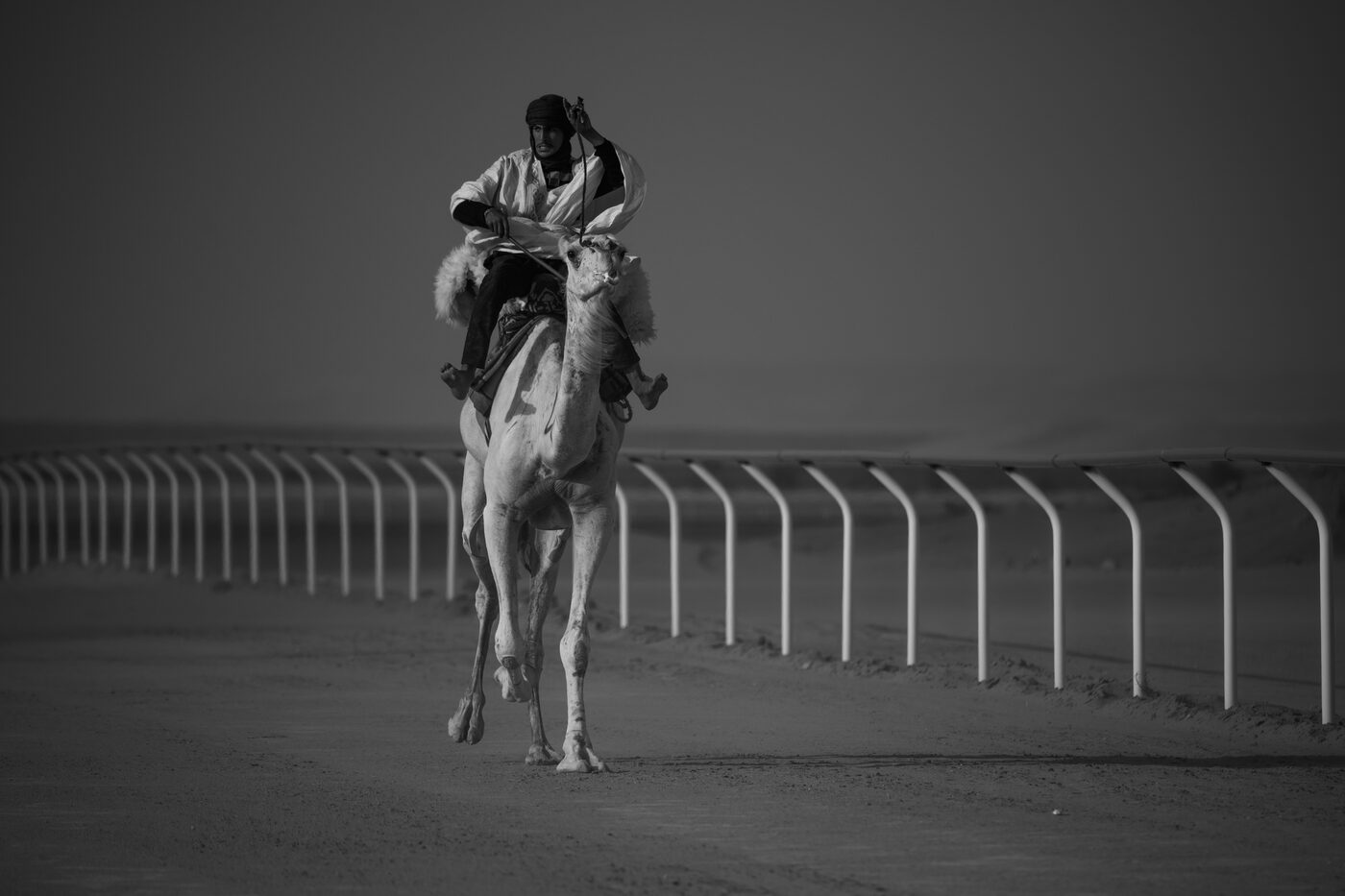 Camellos en el Moussem